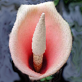 Amorphophallus bulbifer