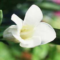 Gardenia globosa