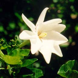 Gardenia thunbergii