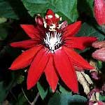 Passiflora coccinea