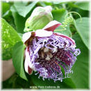 Passiflora quadrangularis 