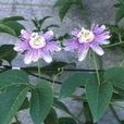 Passiflora incarnata