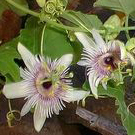 Passiflora morifolia