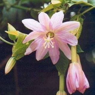 Passiflora mollissima