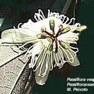 Passiflora vespertilio