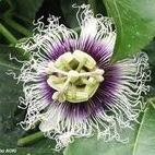 Passiflora edulis