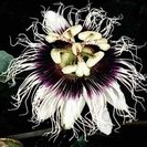 Passiflora edulis Black Beauty 