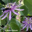 Passiflora subrotunda