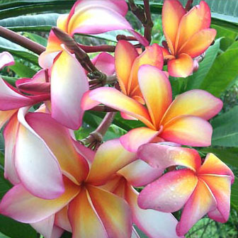 Plumeria Engel Wood