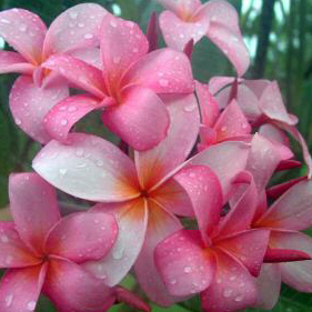 Plumeria Hue Pink