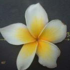 Plumeria Halt Yellow White