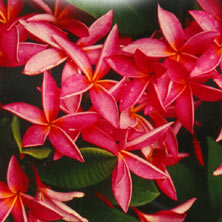 Plumeria Japanese Lantern