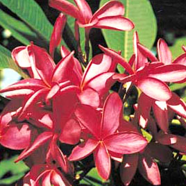 Plumeria Kalakaua Star