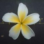 Plumeria Lemon White