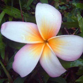 Plumeria Light Pink