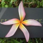 Plumeria Long Spider