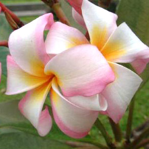 Plumeria Pastel Tricolor