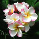 Plumeria Pink Pansy