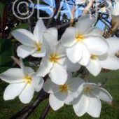 Plumeria Pure White 