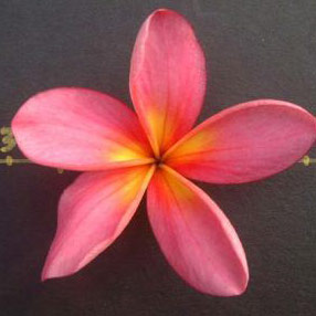 Plumeria Rare Streak Pink