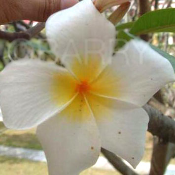 Plumeria Round White