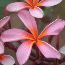 Plumeria Streak Pink