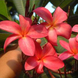 Plumeria Streak Reddish Pink