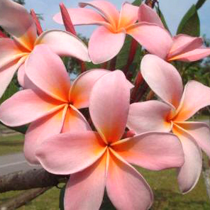 Plumeria Sweet Peach