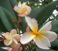 Plumeria Soft Pink White