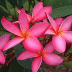 Plumeria Strong Pinc