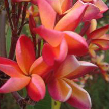 Plumeria Plumeria Textured Tricolor