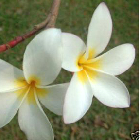 Plumeria White Yellow