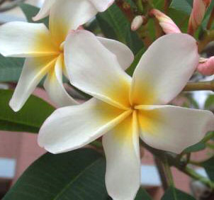 Plumeria White Yellow SP