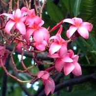 Plumeria Penndulous Pink