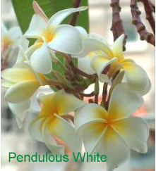 Plumeria Penndulous White