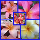 Plumeria Mix