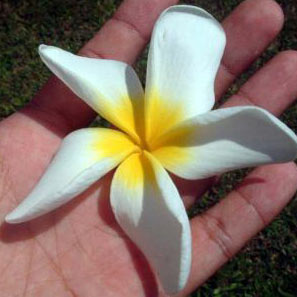 Plumeria Twist