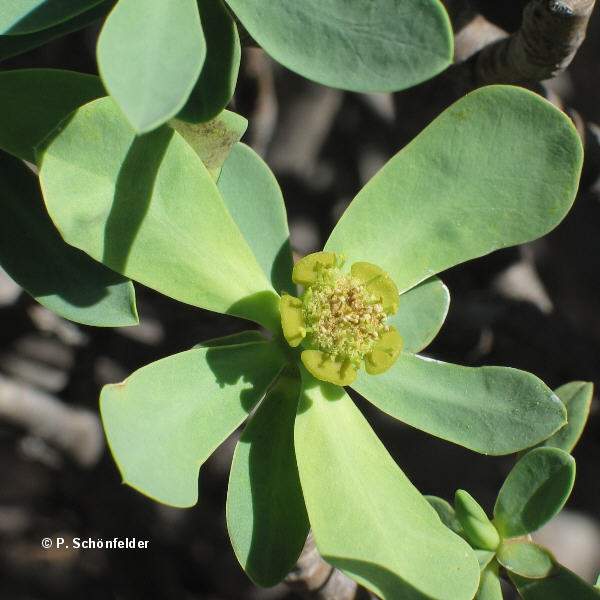 Euphorbia balsamifera 