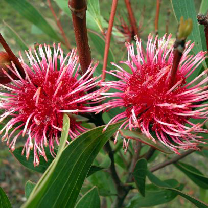 Hakea Laurina 