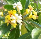 Hymenosporum flavum 