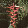 Heliconia dielsiana