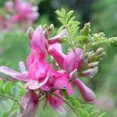 Indigofera tinctoria